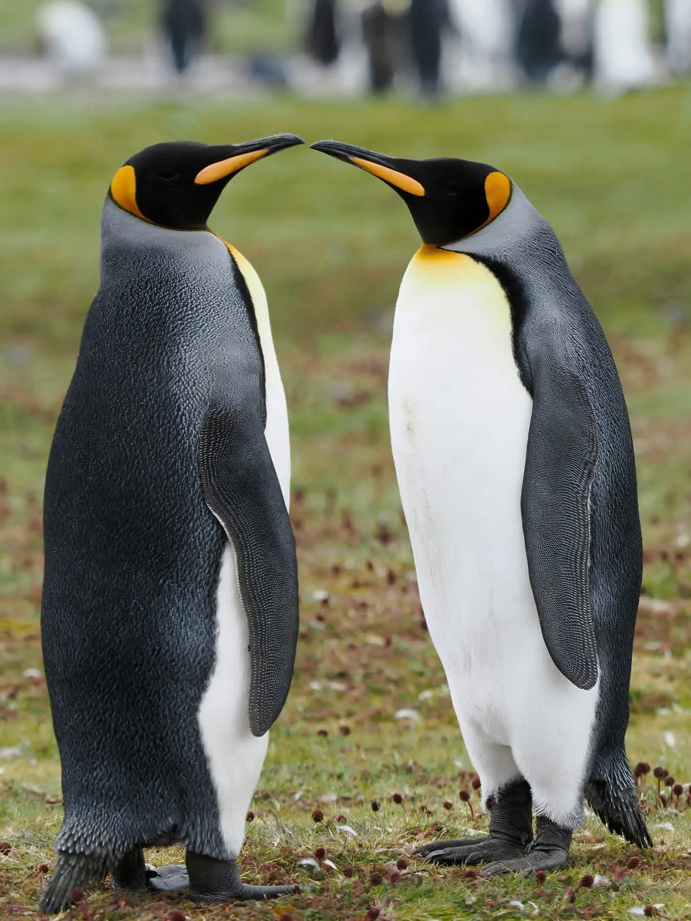 Antarctica Cruise Interline Rates: Join the 0.001% for Less Than You Think